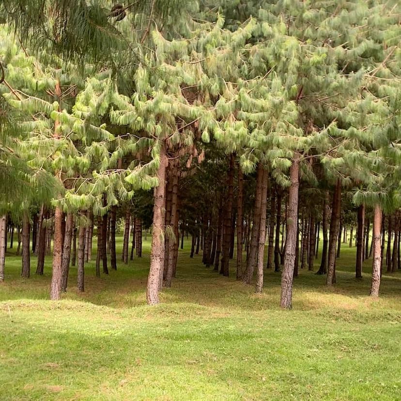 Excursion to Kinare Forest